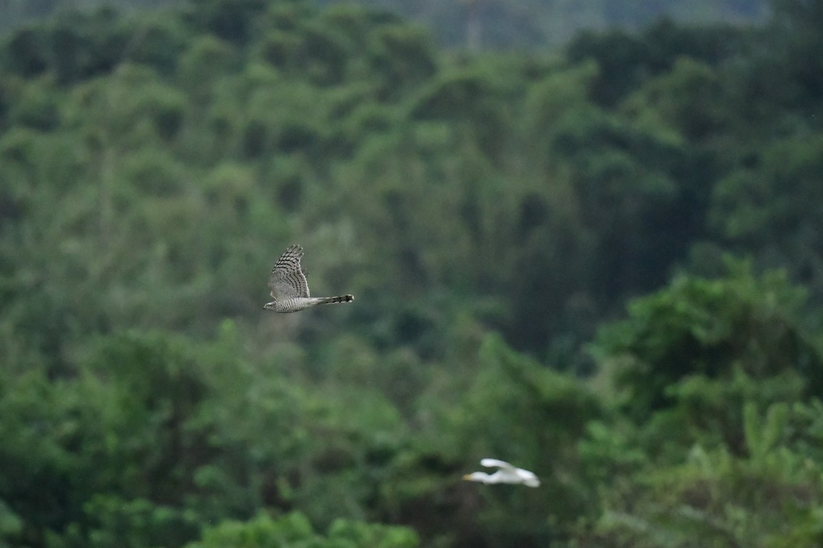 Eurasian Sparrowhawk - ML646776903