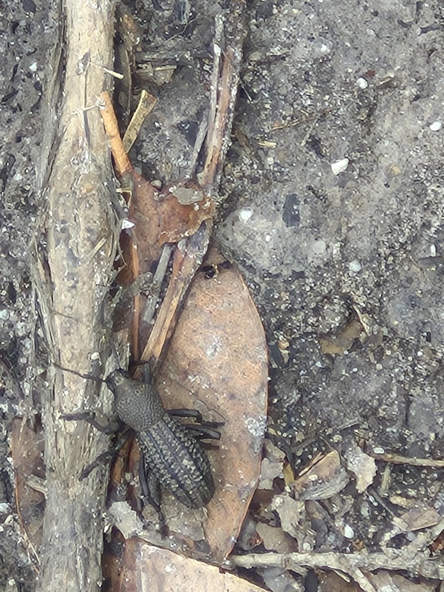 Insects - ML646776904