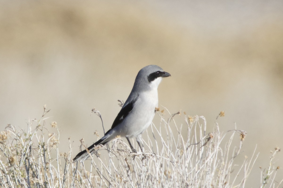 Northern Shrike - ML646776905