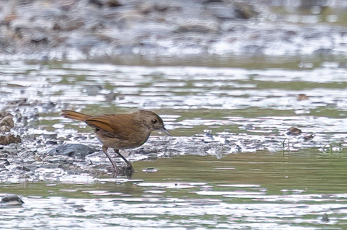 Sulawesi Babbler - ML646776906