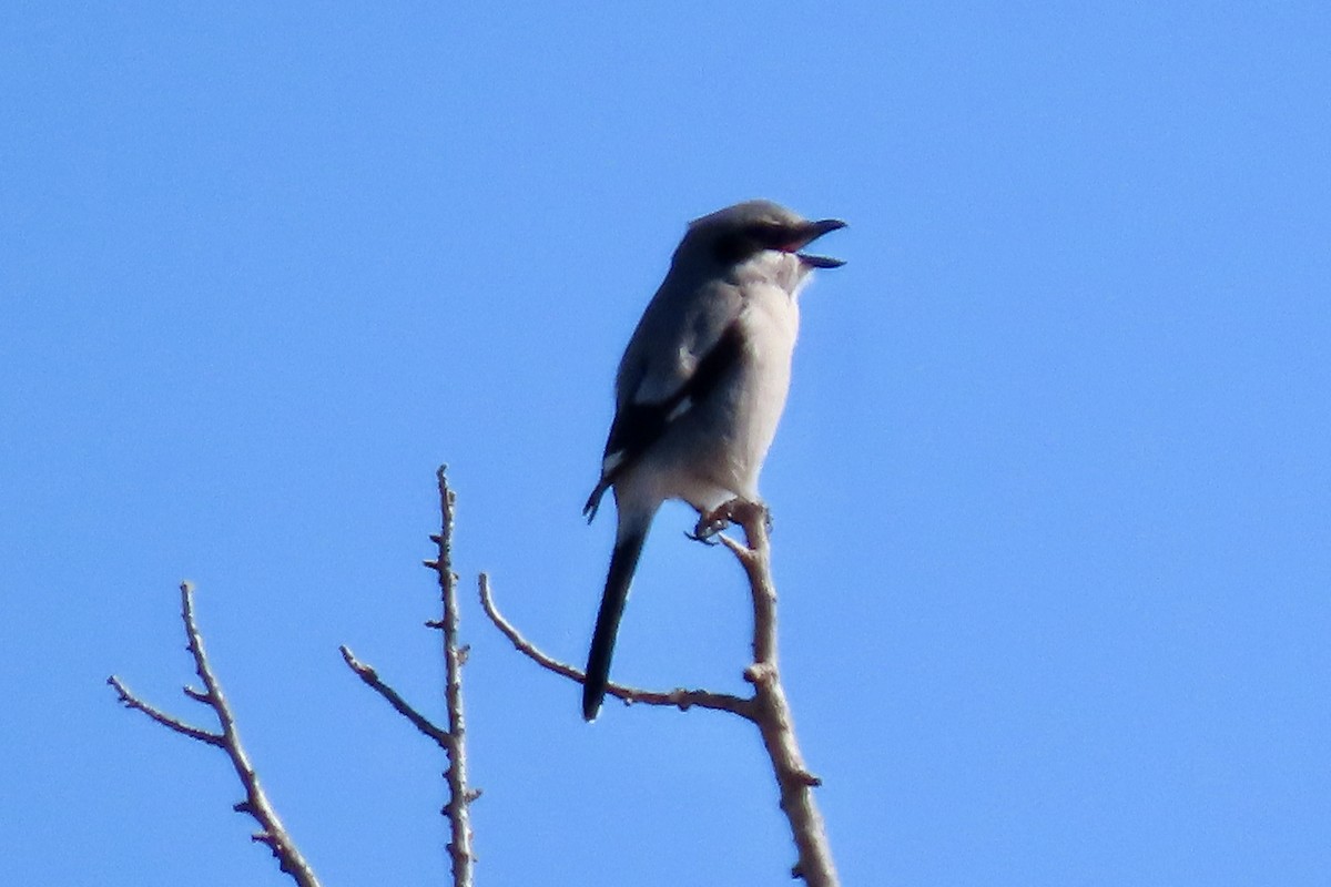 Loggerhead Shrike - ML646776907