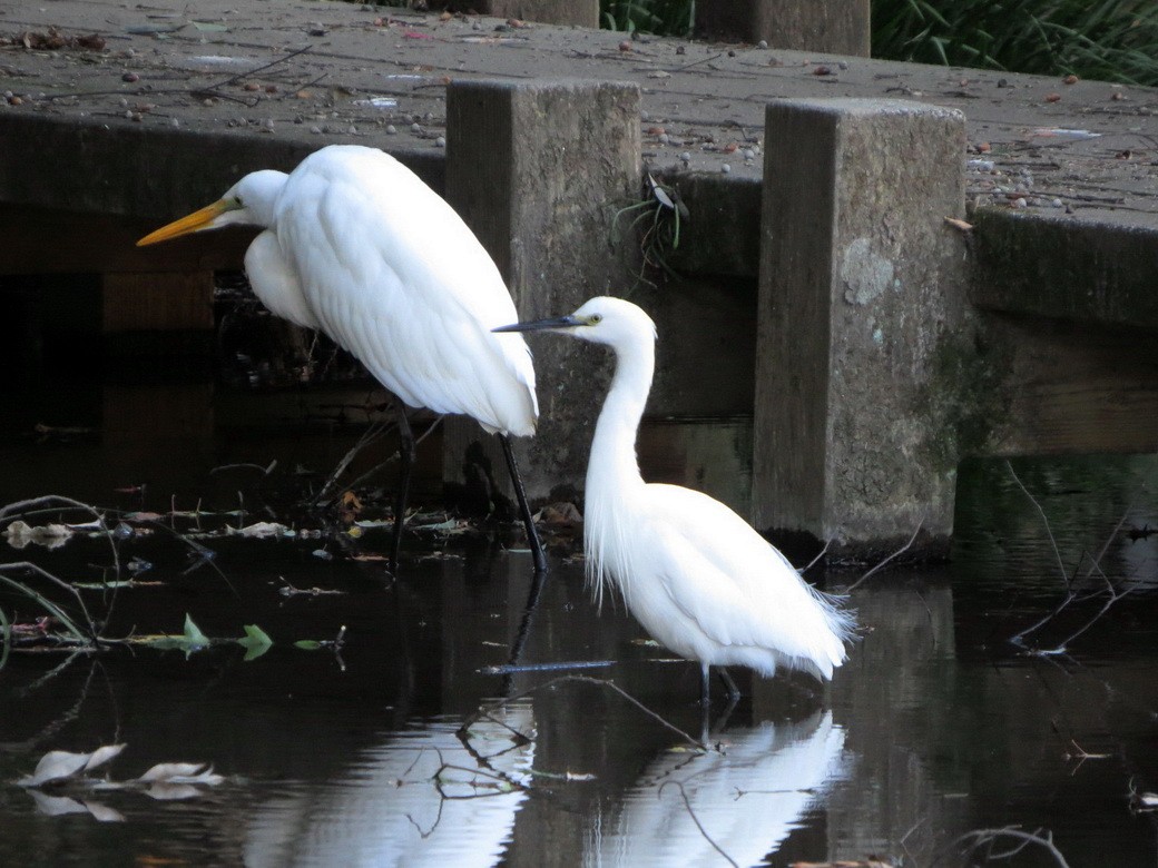 Little Egret - ML646776910