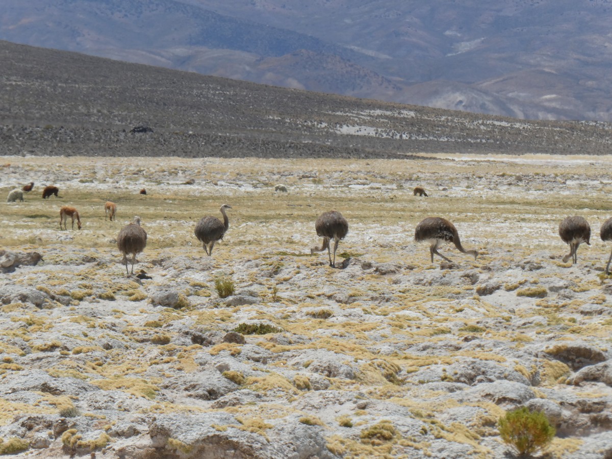 Lesser Rhea - ML646776911