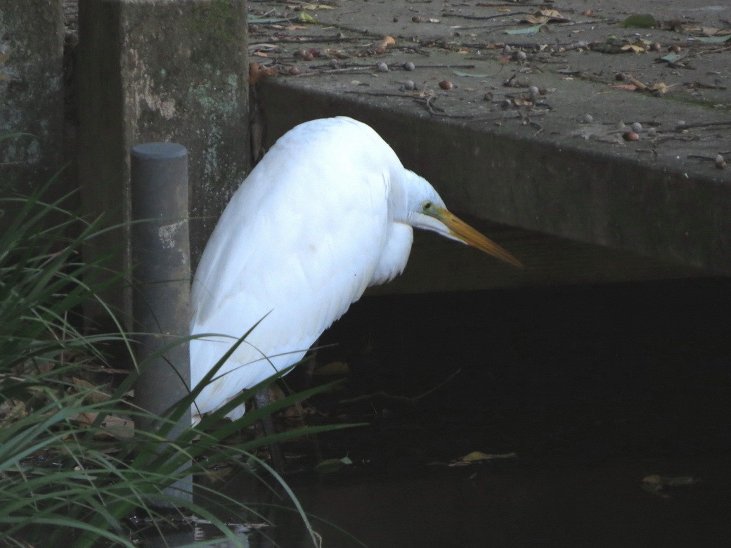 Great Egret - ML646776912