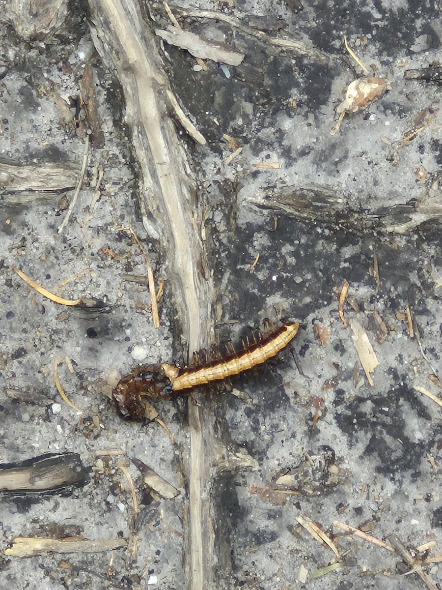 Insects - ML646776913