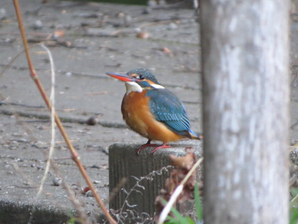 Common Kingfisher - ML646776914