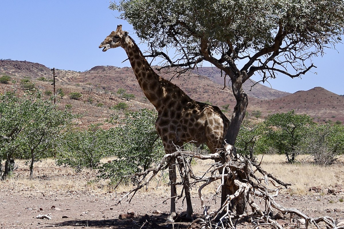 Angolan giraffe - ML646776915