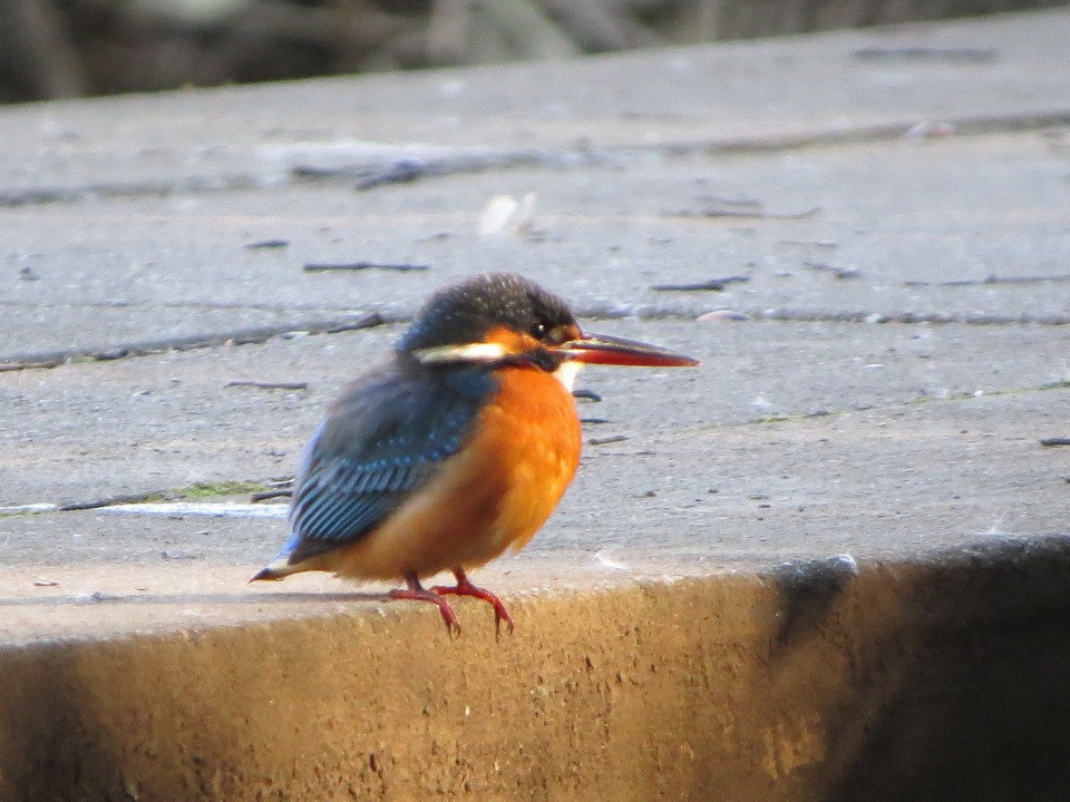 Common Kingfisher - ML646776916