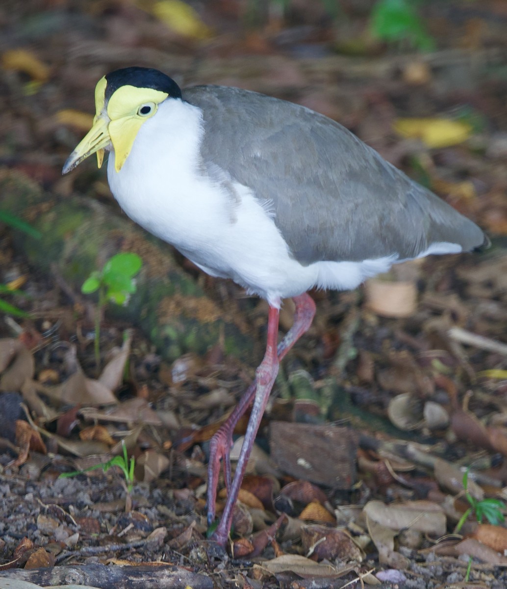 čejka australská - ML646776917