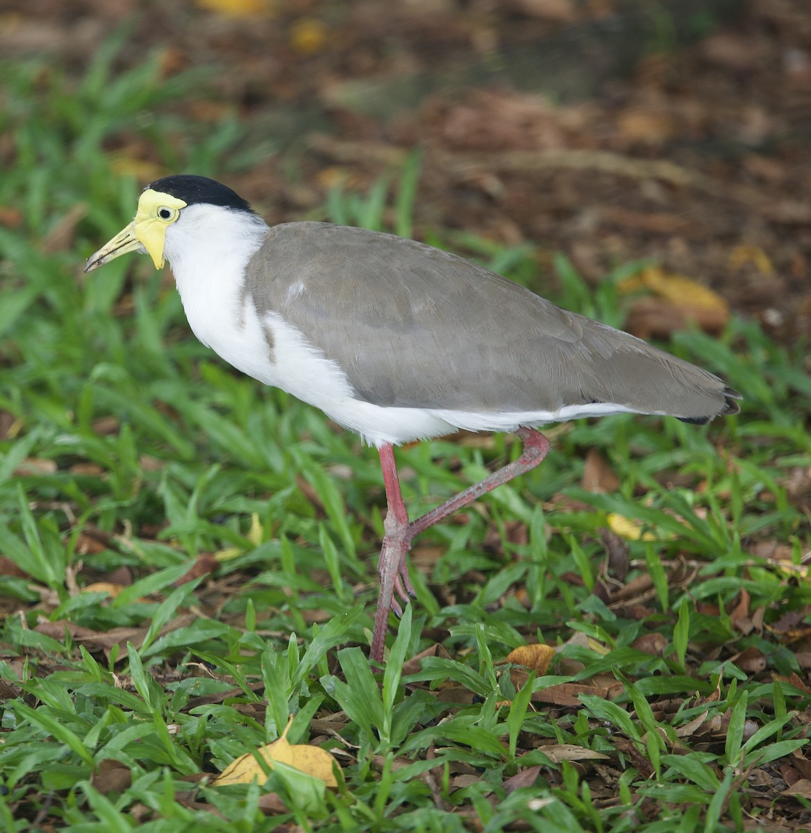 čejka australská - ML646776918