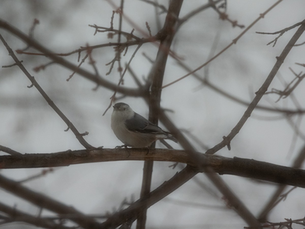 White-breasted Nuthatch - ML646776919