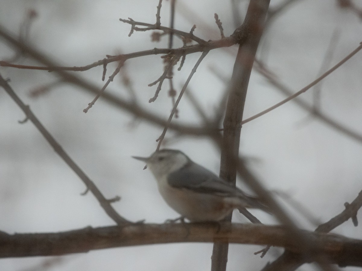 White-breasted Nuthatch - ML646776920