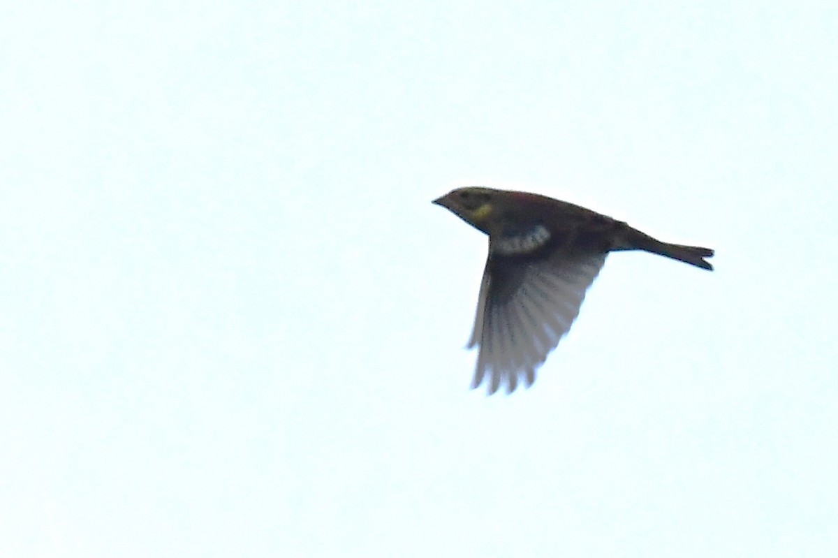 strnad obojkový - ML646776922