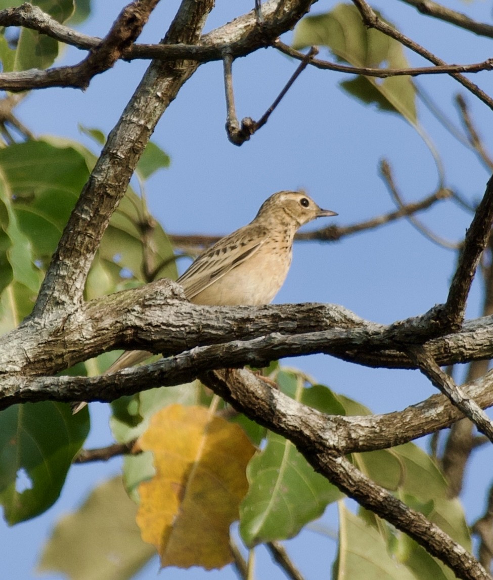 Blyth's Pipit - ML646776924