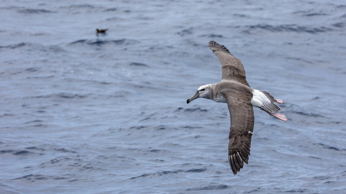 Альбатрос сірощокий - ML646776925