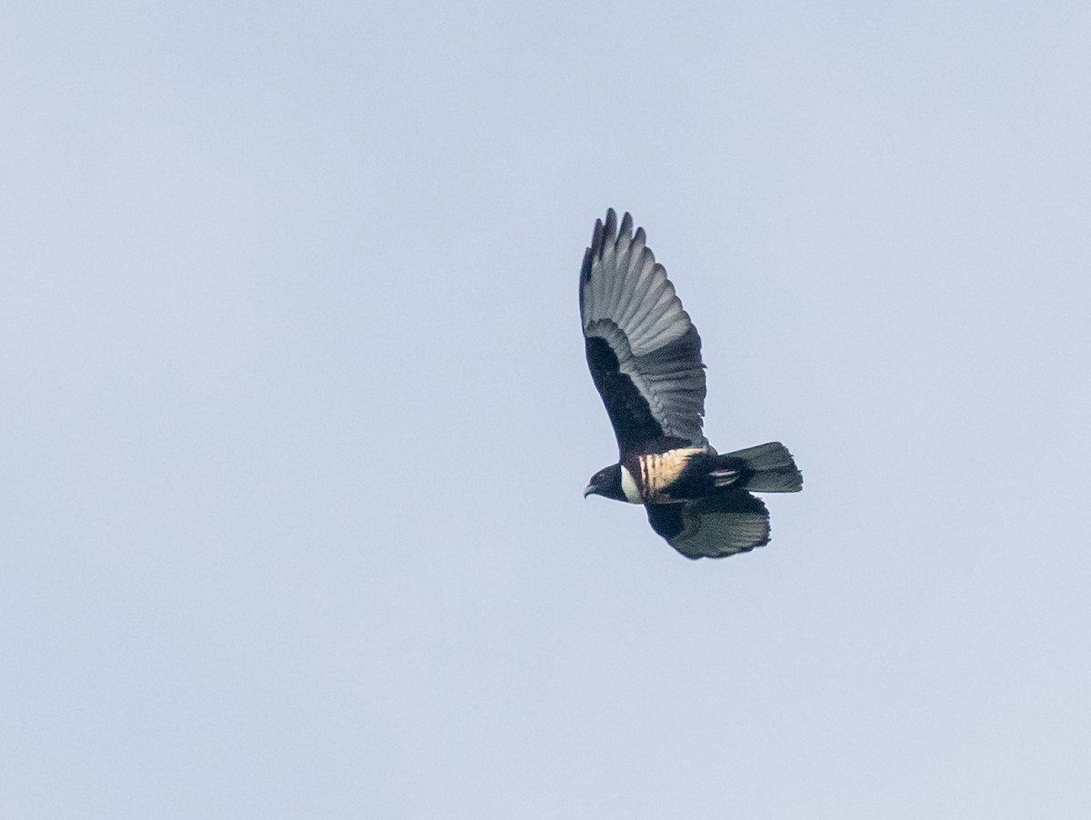 Black Baza - ML646776931