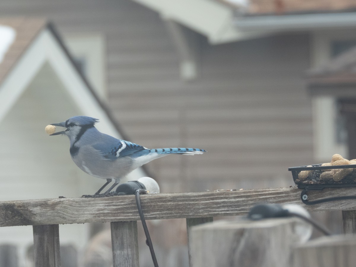 Blue Jay - ML646776936