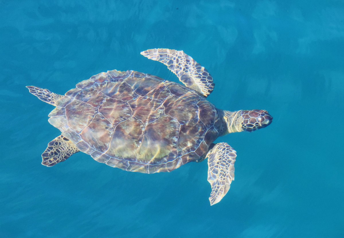 Green Sea Turtle - ML646776941
