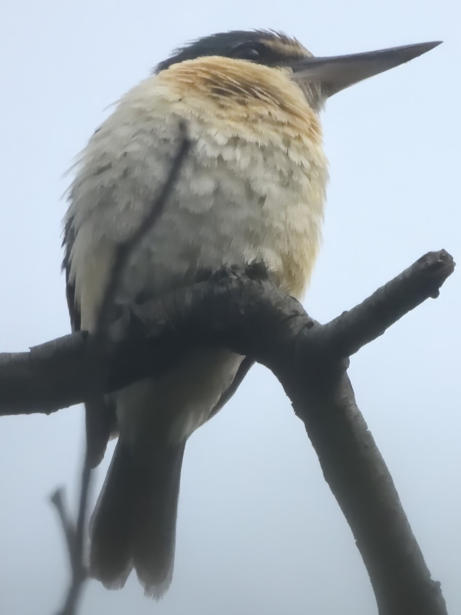 Kutsal Yalıçapkını (sanctus) - ML646776942