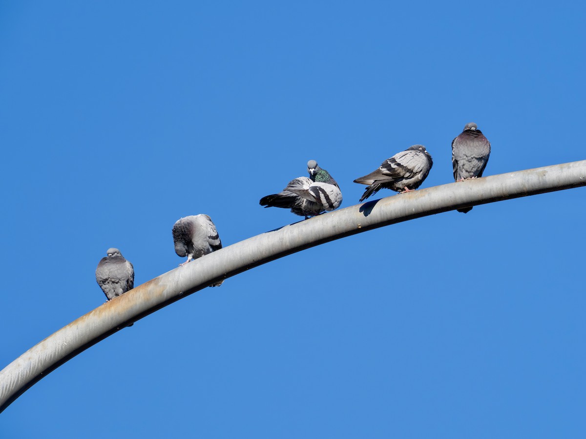 Felsentaube (Straßentaube) - ML646776950