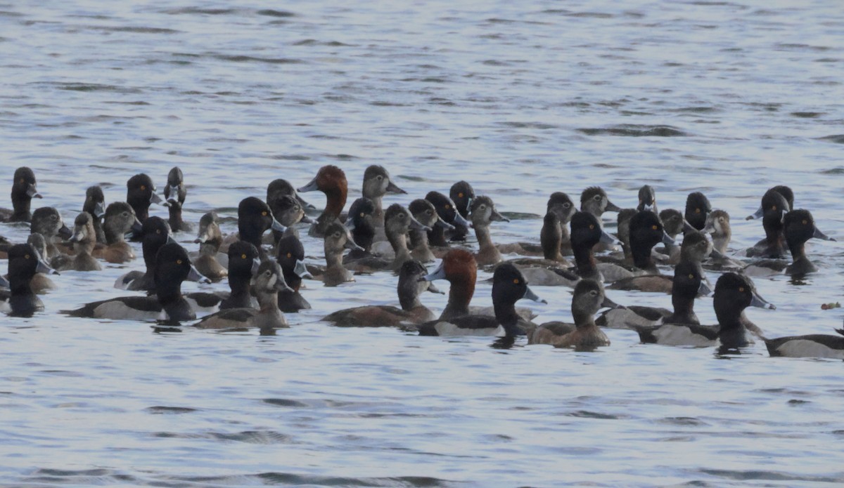 Redhead - ML646776953