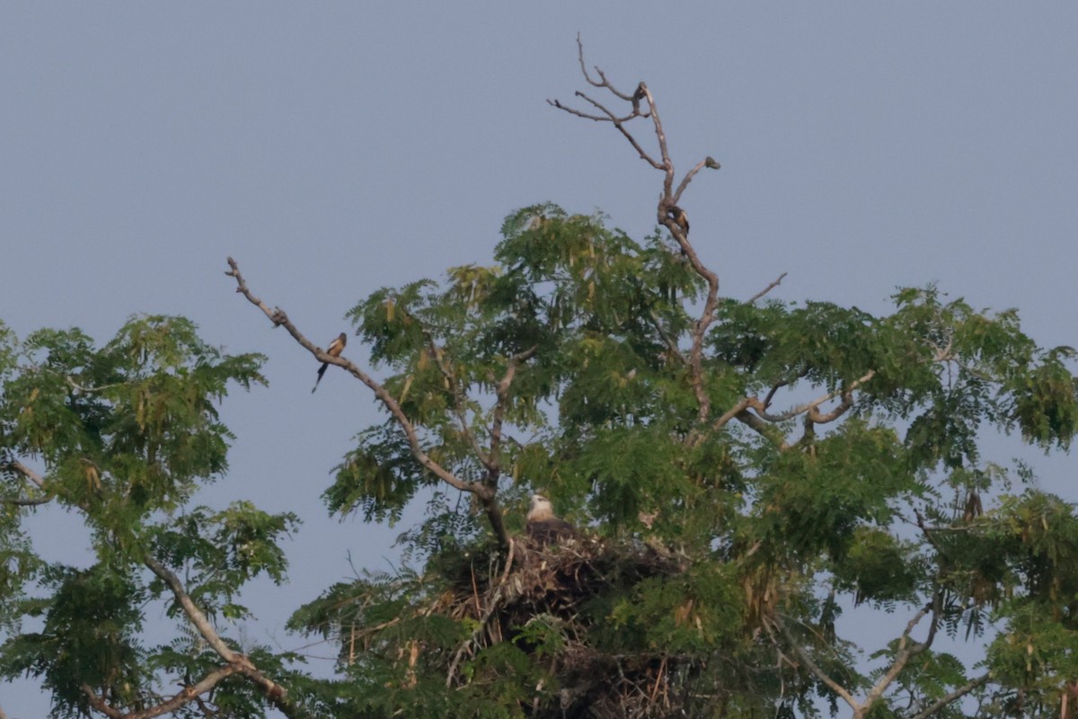 Pallas itsas arranoa - ML646776956