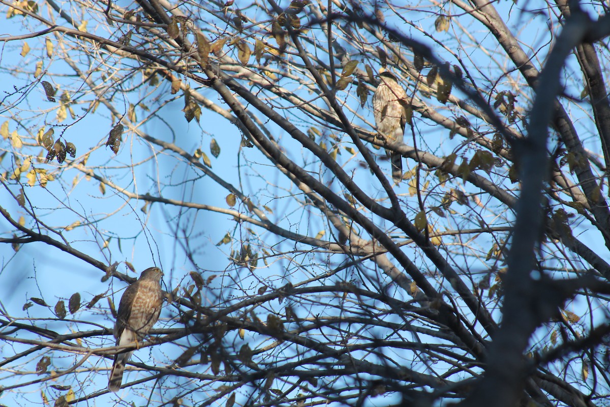 Sharp-shinned Hawk (Northern) - ML646776957