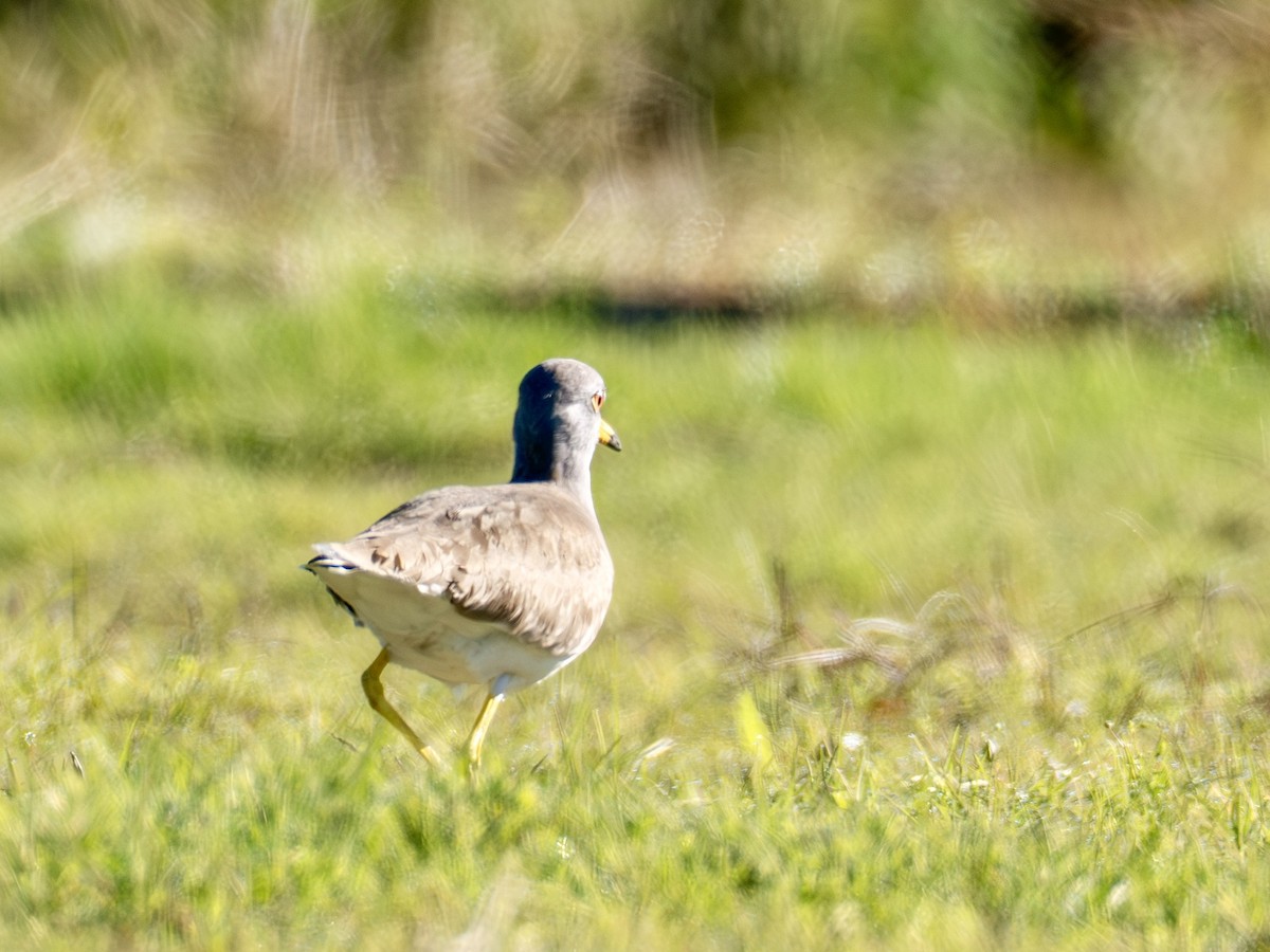 Graukopfkiebitz - ML646776958