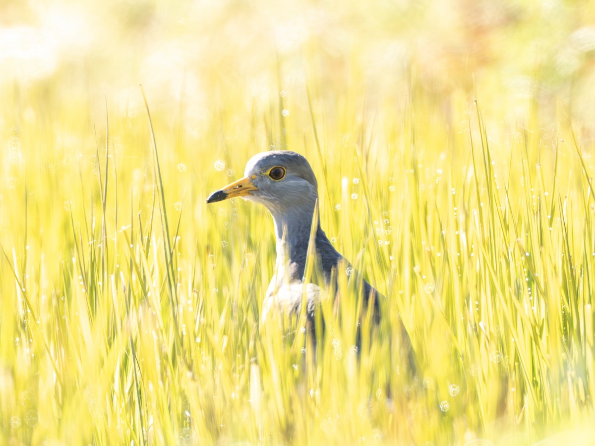 Graukopfkiebitz - ML646776959