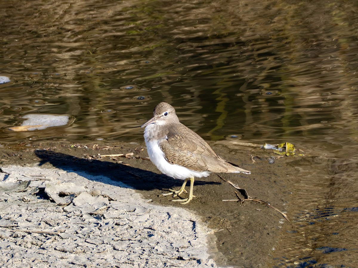 Flussuferläufer - ML646776962