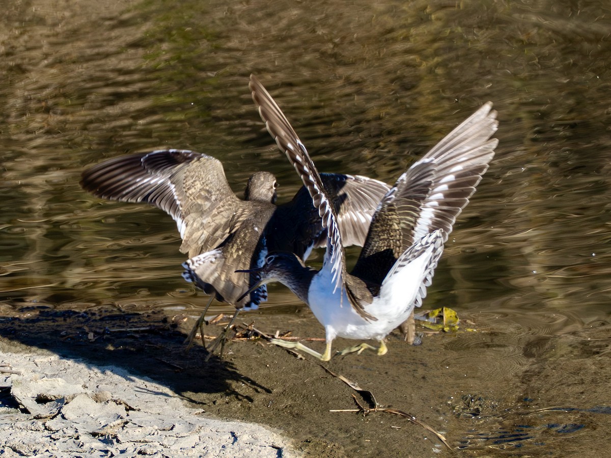 Flussuferläufer - ML646776963