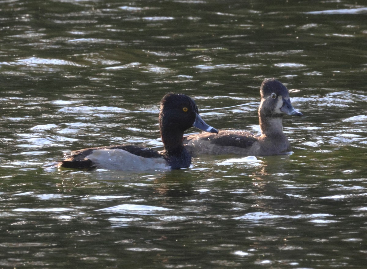 Ring-necked Duck - ML646776964