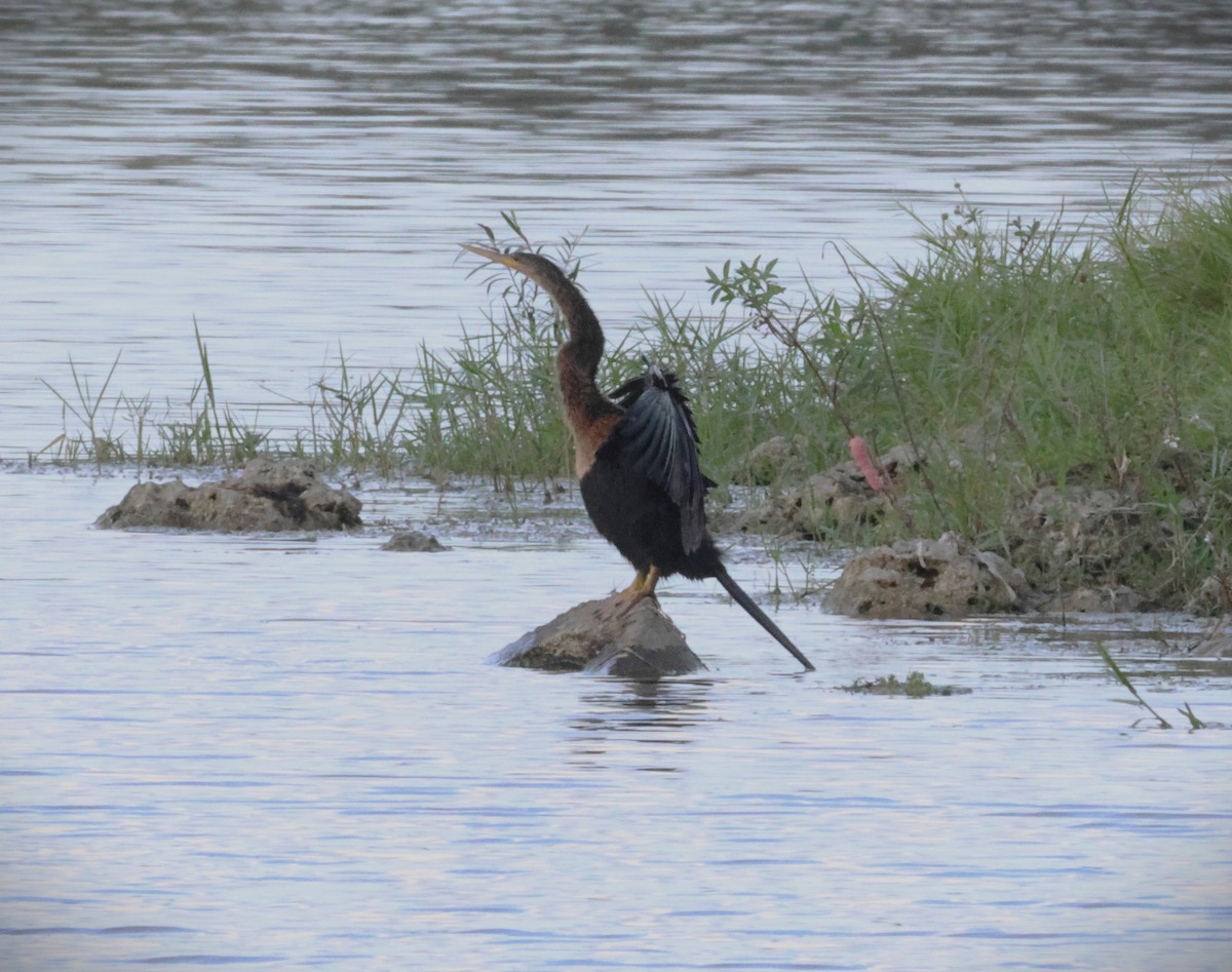 Anhinga - ML646776966