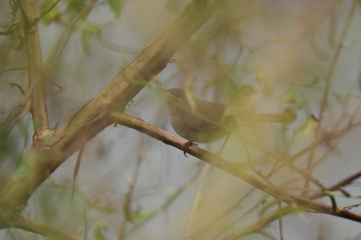 Dusky Warbler - ML646776969
