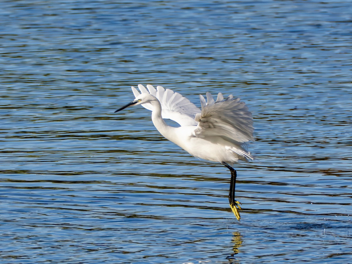 Seidenreiher - ML646776971