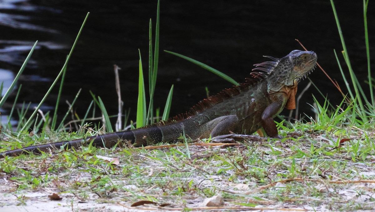 Green Iguana - ML646776973