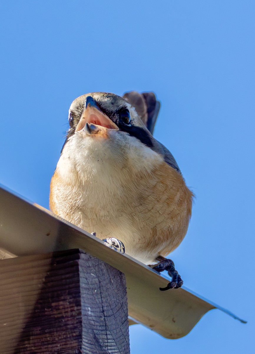 Büffelkopfwürger - ML646776984