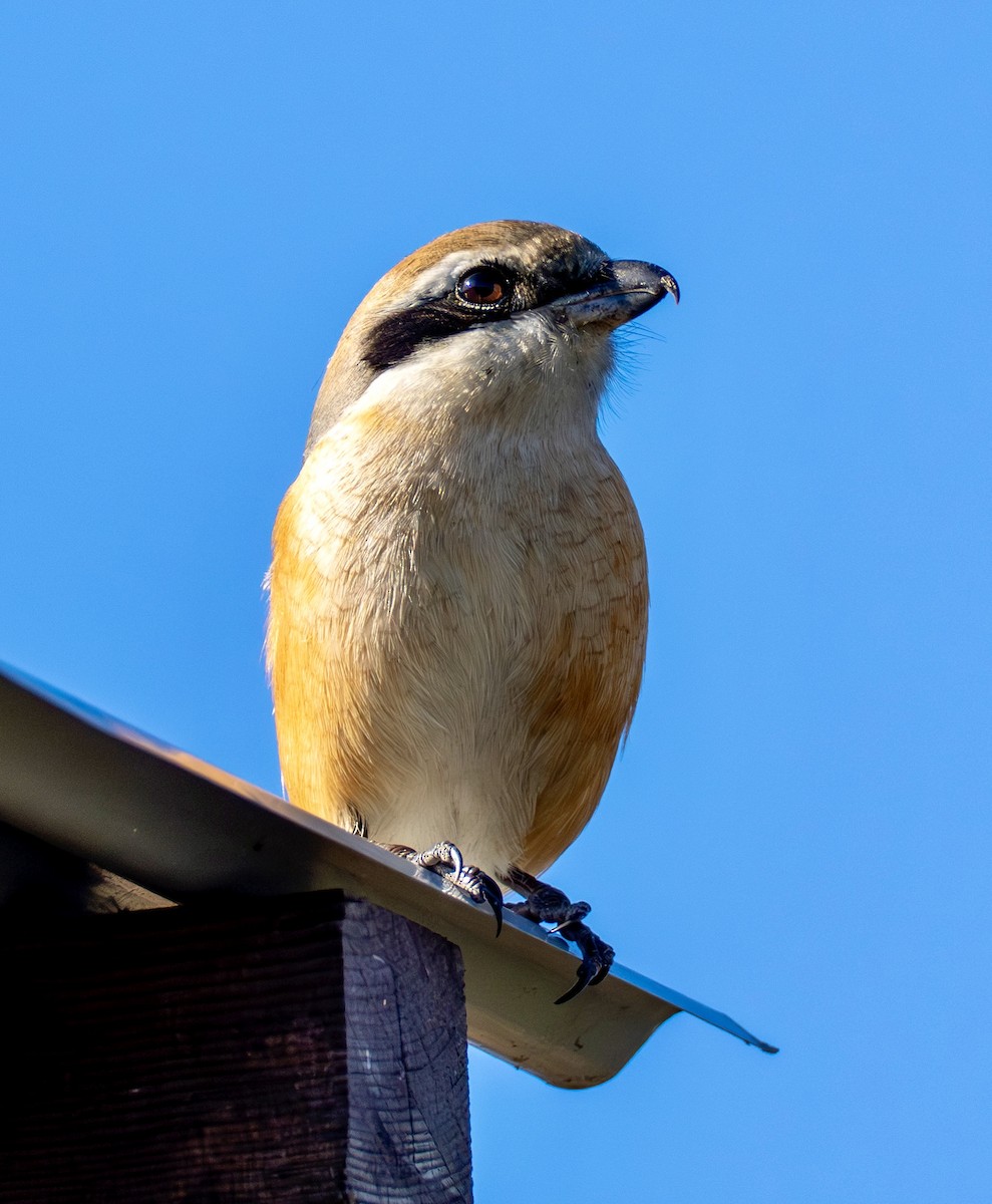 Büffelkopfwürger - ML646776985