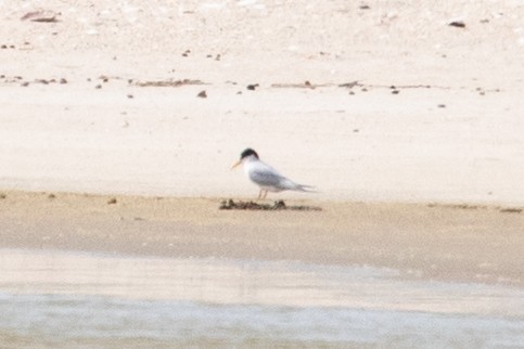 rybák australský - ML646776986