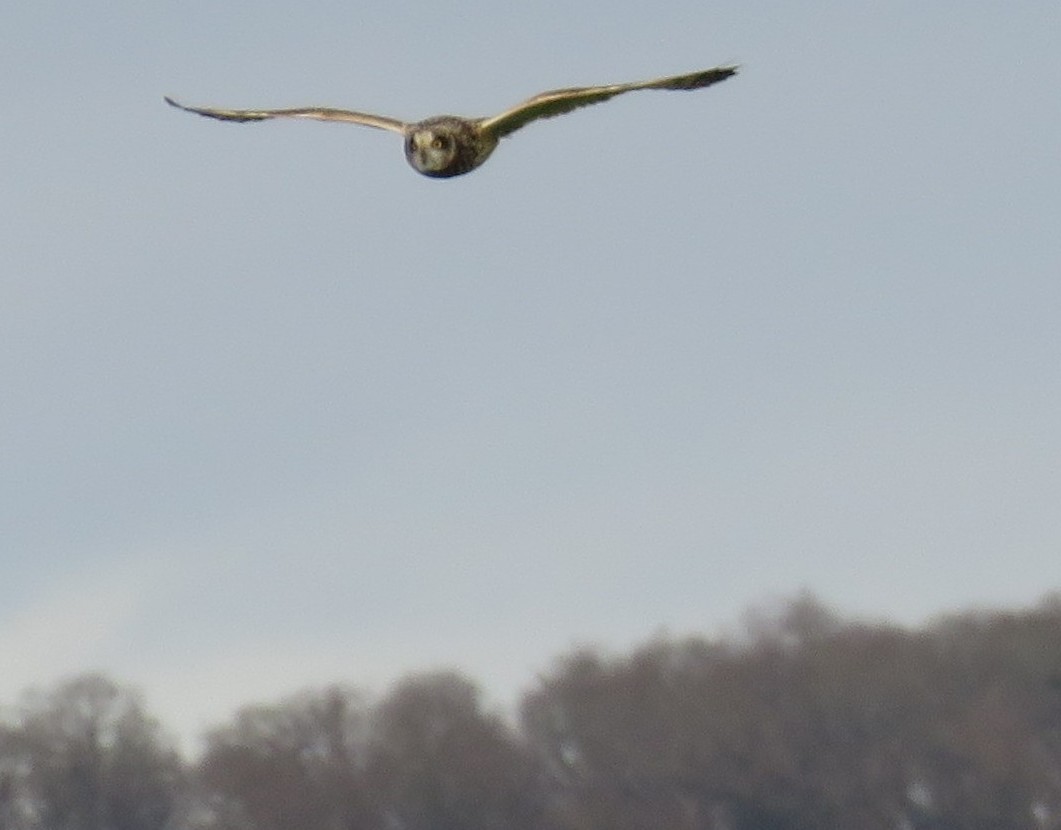 Kır Baykuşu - ML646776987