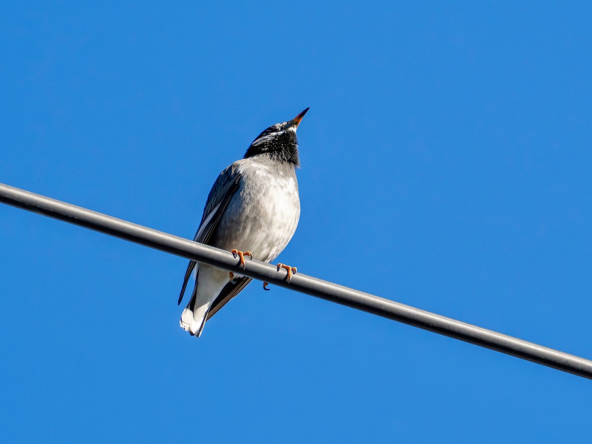 Weißwangenstar - ML646776989