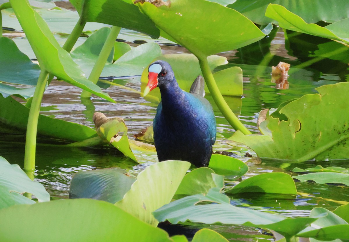 Purple Gallinule - ML646776990