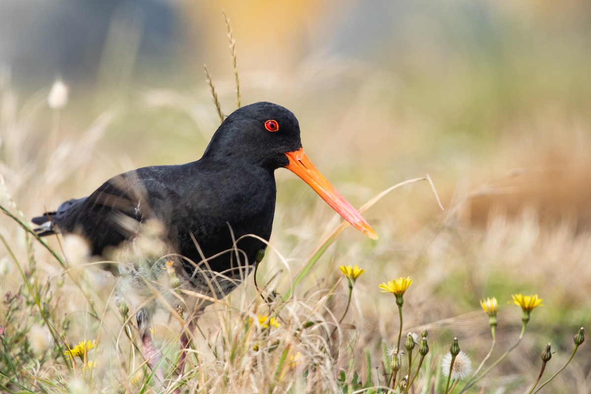 Yeni Zelanda Kara Poyrazkuşu - ML646776991