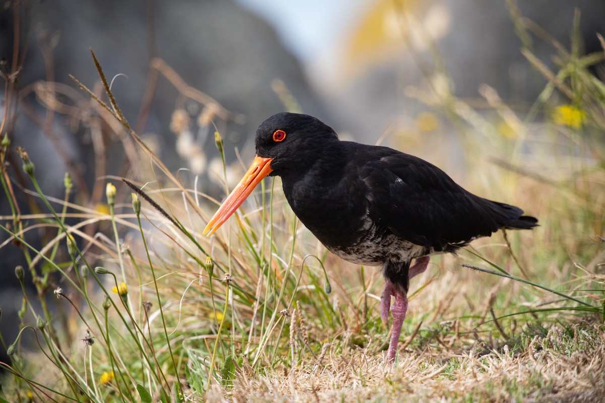 Yeni Zelanda Kara Poyrazkuşu - ML646776992