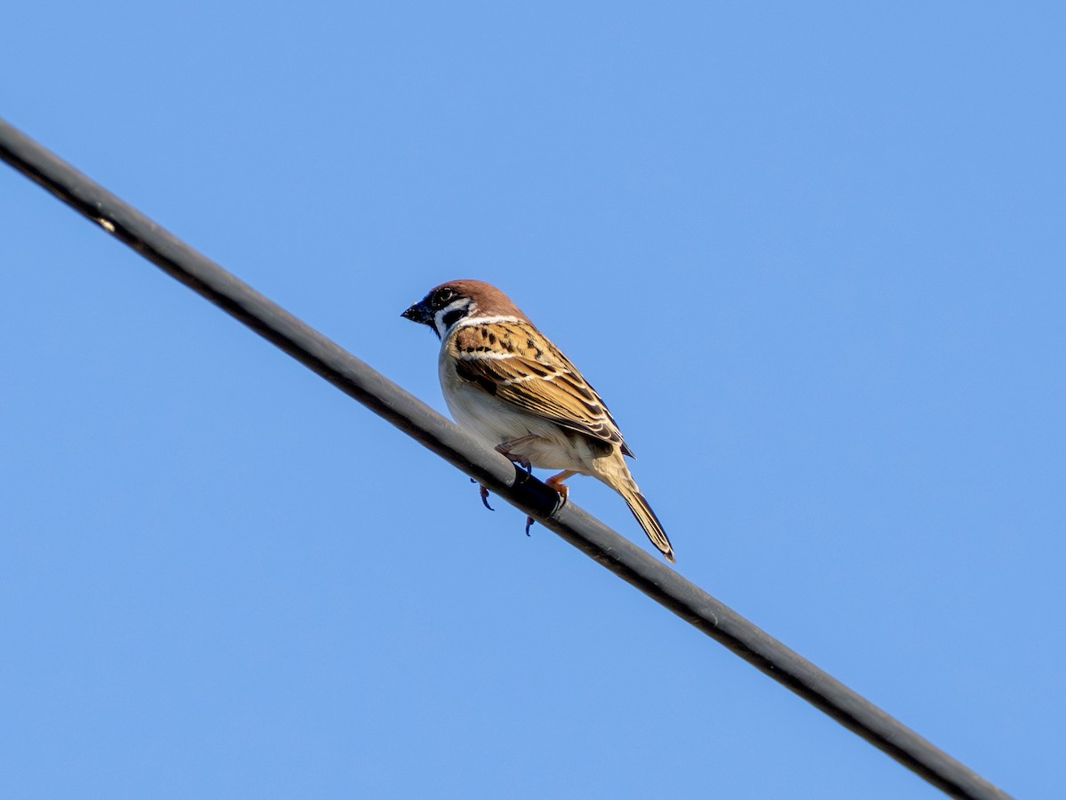 Gorrión Molinero - ML646776994