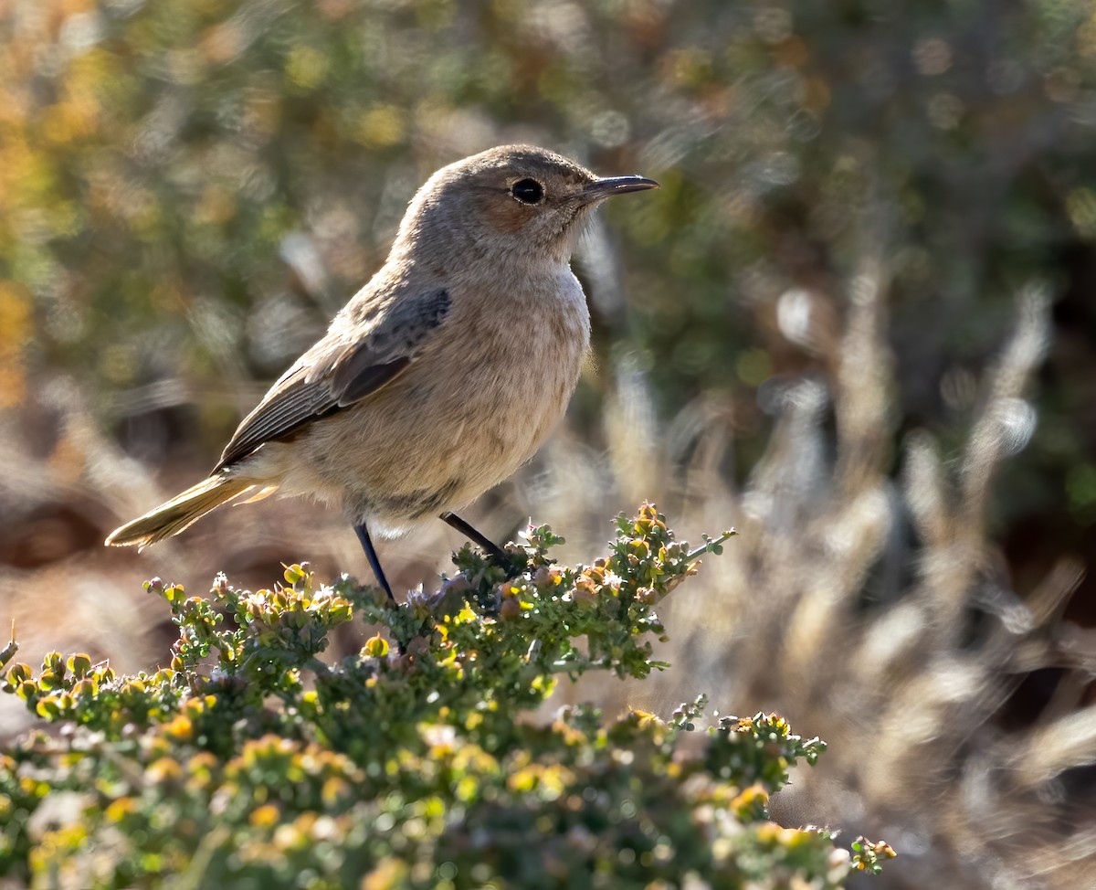 Familiar Chat - ML646776995