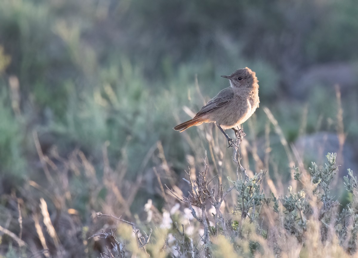 Familiar Chat - ML646776996