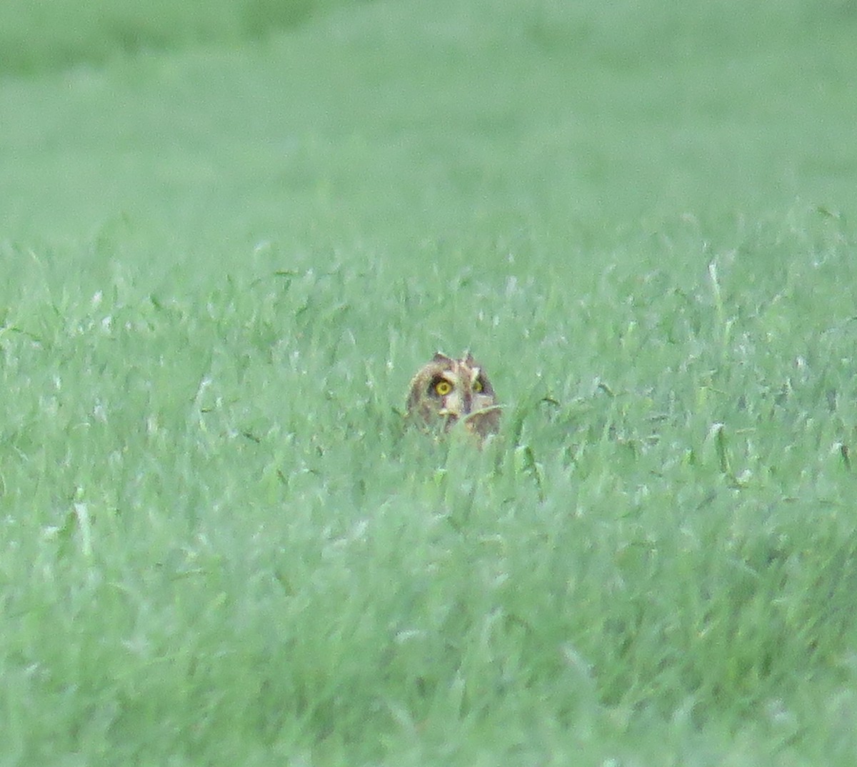 Kır Baykuşu - ML646776997