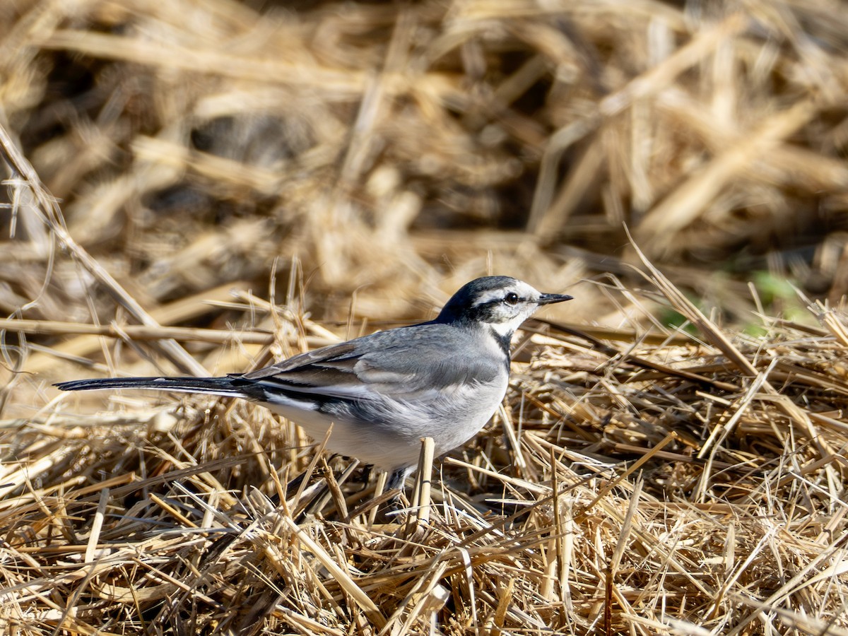 Bachstelze - ML646777000