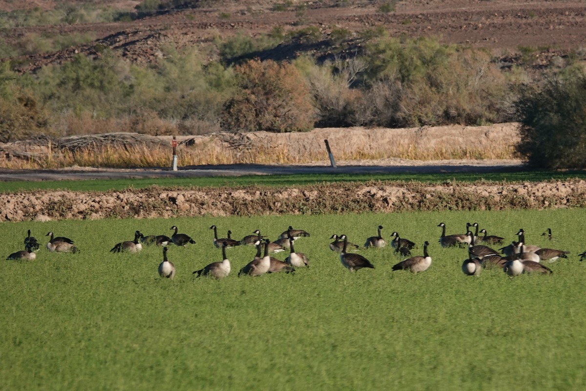 Kanada Kazı - ML646777001